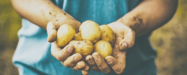 hand holding potato crop after learning how to grow potatoes