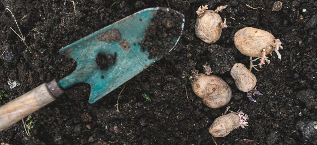 Seed potatoes and a trowel - how to grow potatoes